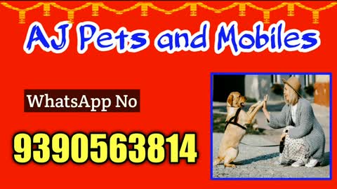 top quality German shepherd puppy for sale in telugu/9985484043 / aj pets