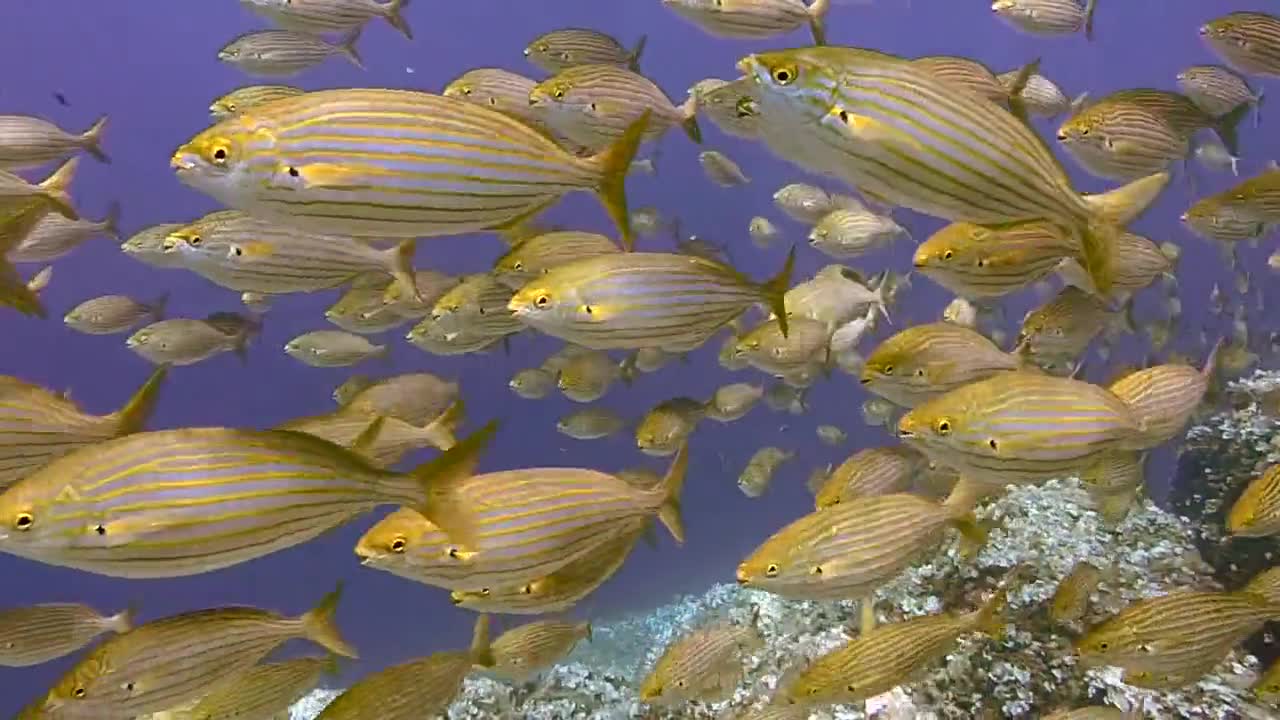 How wonderful it is to watch this flock of fish