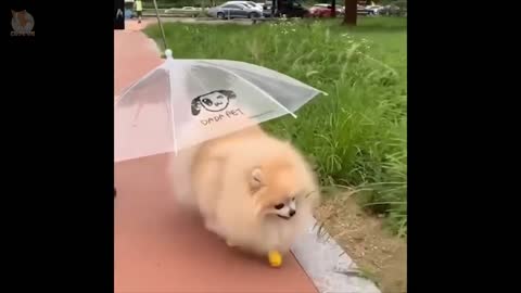 Funny cute puppies pouring out sense of humor