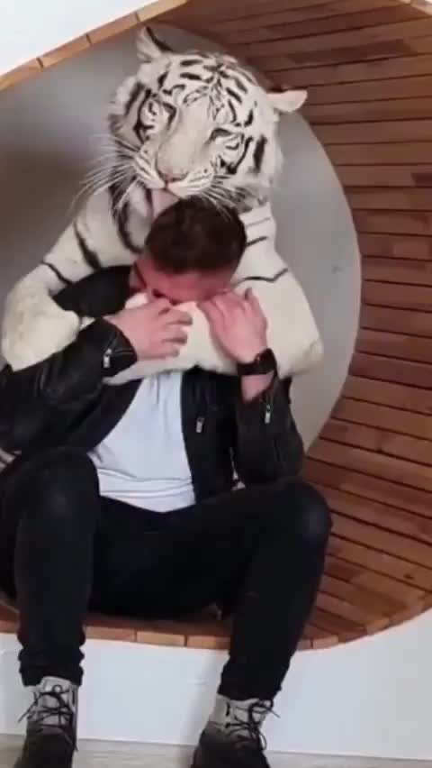 white tiger giving affection to its owner