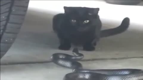 Cat vs. Snake - Cat and Snake FACE OFF