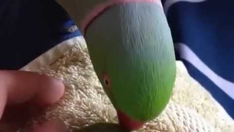 Parrot baby