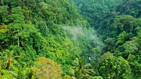 ***Inside the food forest revolution***