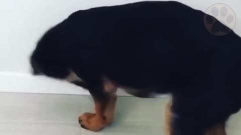 Best German Shepherd Puppy Training Tips
