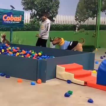 dog part 2 dog Happy