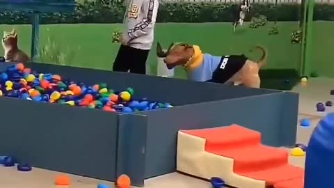 dog part 2 dog Happy