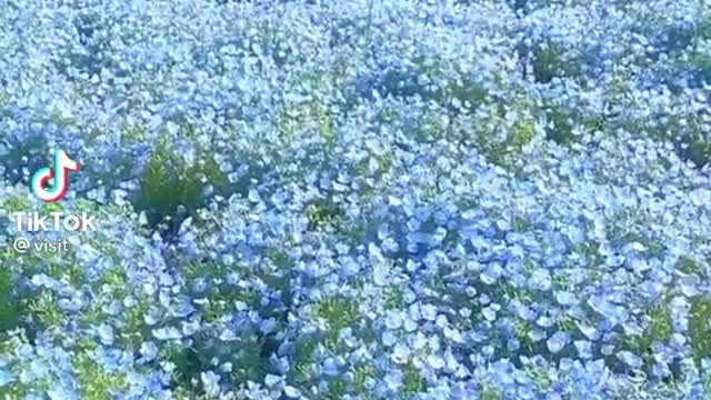 I am sure you haven't see this beautiful garden ever....japan spring garden💠💠ðŸ’