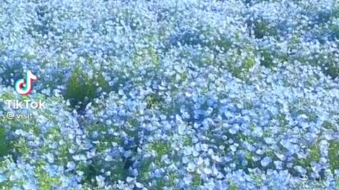 I am sure you haven't see this beautiful garden ever....japan spring garden💠💠💠