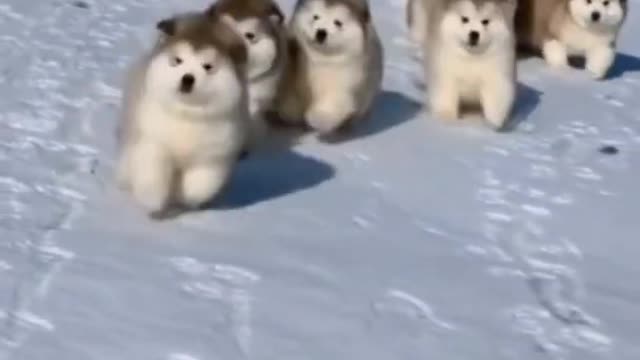 Aww so cute puppies playing in Snow