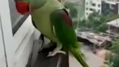 Very smart parrot see