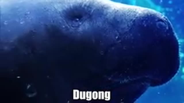 Top 10 biggest animal