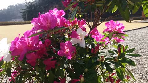 Rhododendron flowers announce spring.