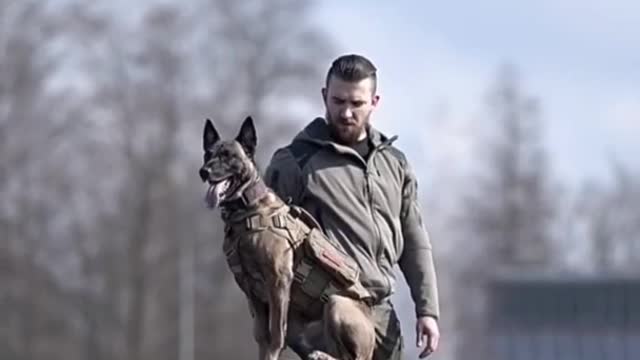 Dog training