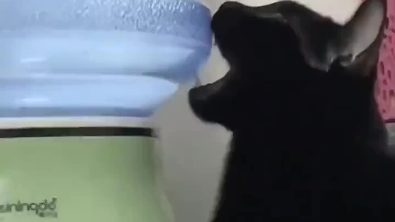 thirsty cat.