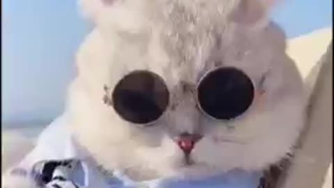 Fluffy cat, happy with its owner on the beach