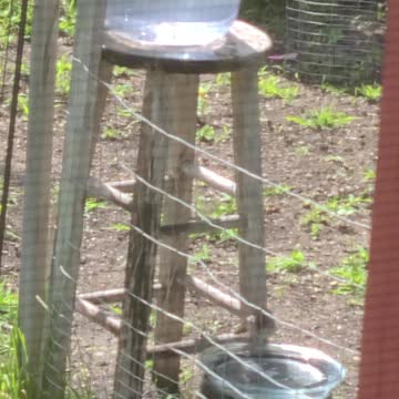 Should I swim or should I float?? Sparrow enjoys new "water park" in my vegetable garden"