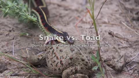 Snake vs Toad