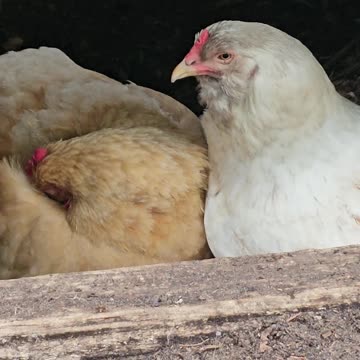 OMC! Whitey and I being very quiet while Red#3 naps, Rudely interrupted by angry Starling! #shorts