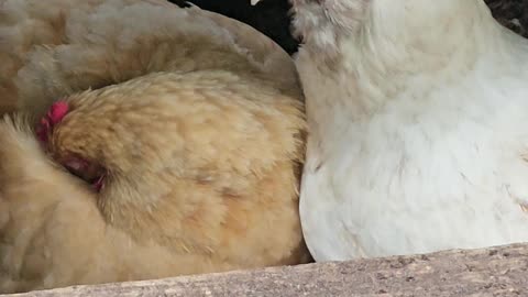 OMC! Whitey and I being very quiet while Red#3 naps, Rudely interrupted by angry Starling! #shorts