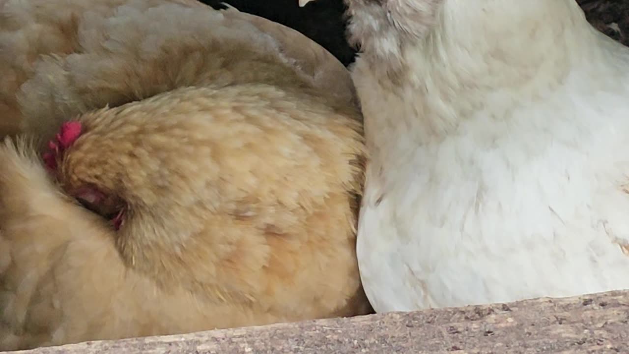 OMC! Whitey and I being very quiet while Red#3 naps, Rudely interrupted by angry Starling! #shorts