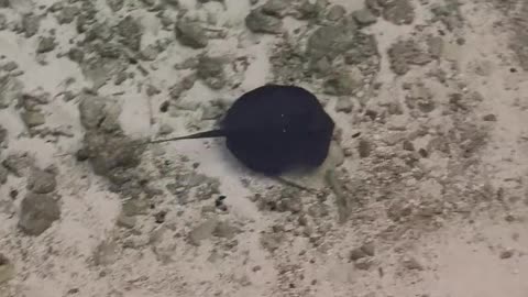 stingray baby