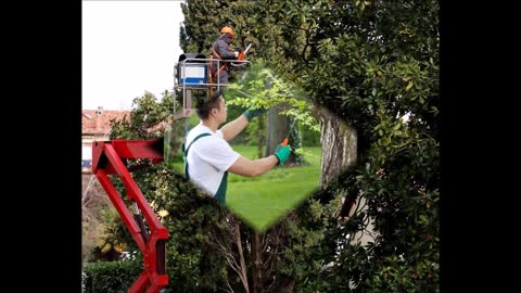 Jimenez Tree Service - (224) 206-0241