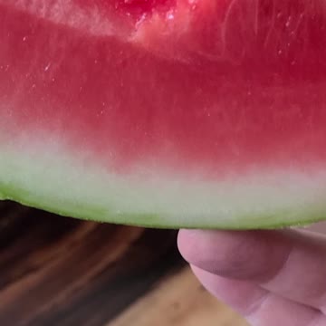 Pitbull mixes begging