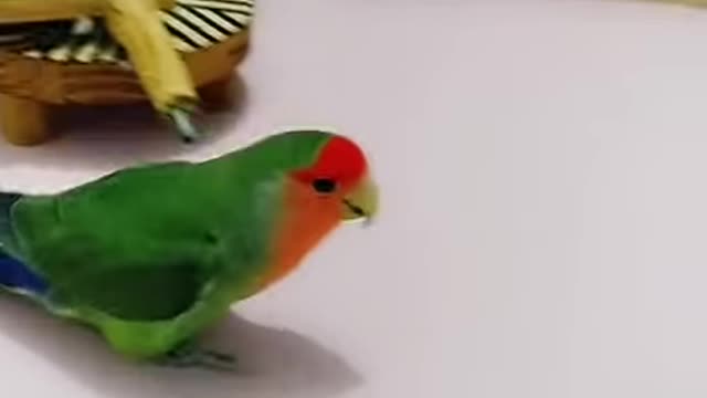 birdsofunnyandsmart