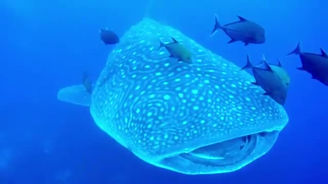 Just check out the clip of this great whale shark!