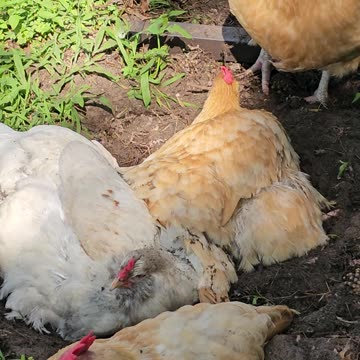 OMC! Chickens using dirt to stay cool and clean! - Amazing! #chickens #dirt #clean #amazing #shorts