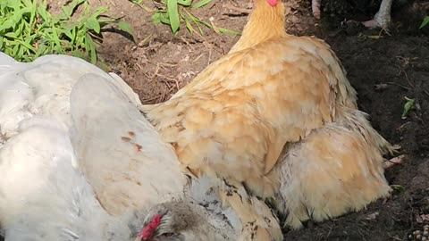 OMC! Chickens using dirt to stay cool and clean! - Amazing! #chickens #dirt #clean #amazing #shorts