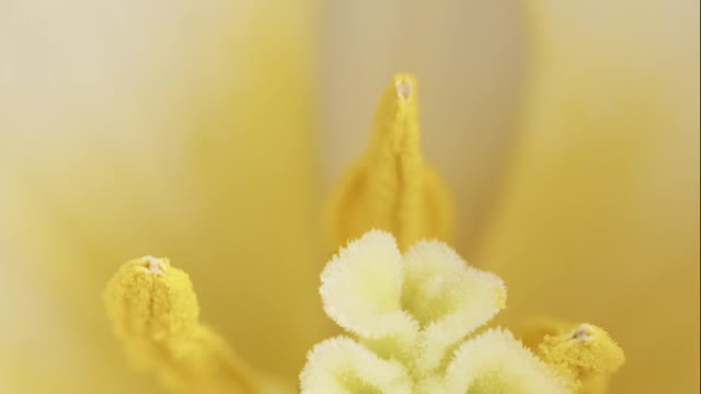 Pollen Grain of a Flower