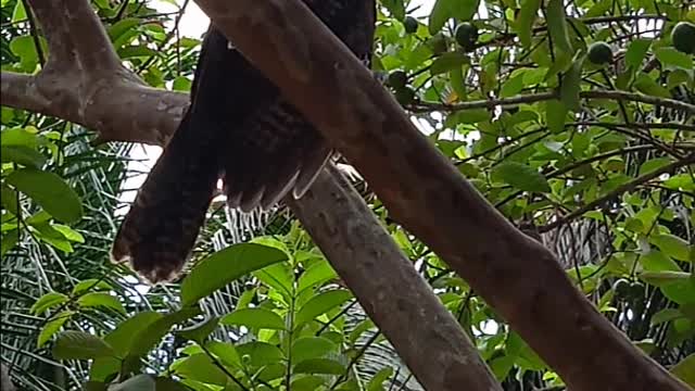 pet koel