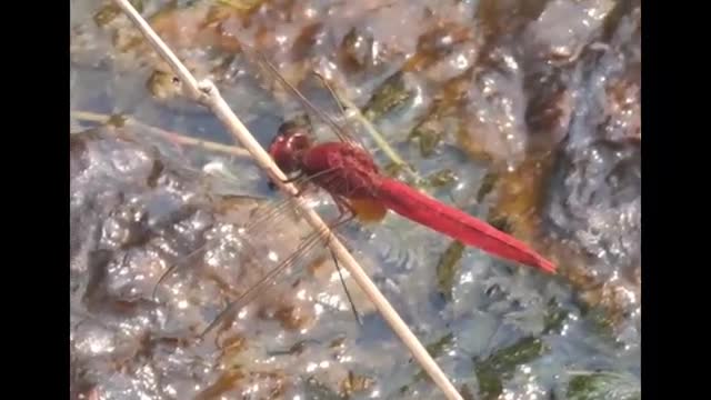 Red Dragonfly