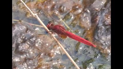 Red Dragonfly