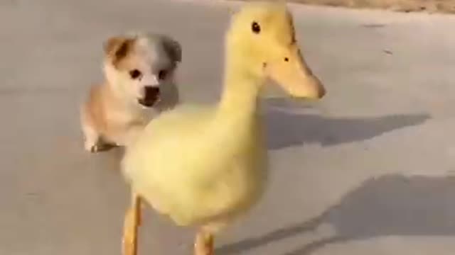 Cute puppy chasing a duck hilarious video 😂