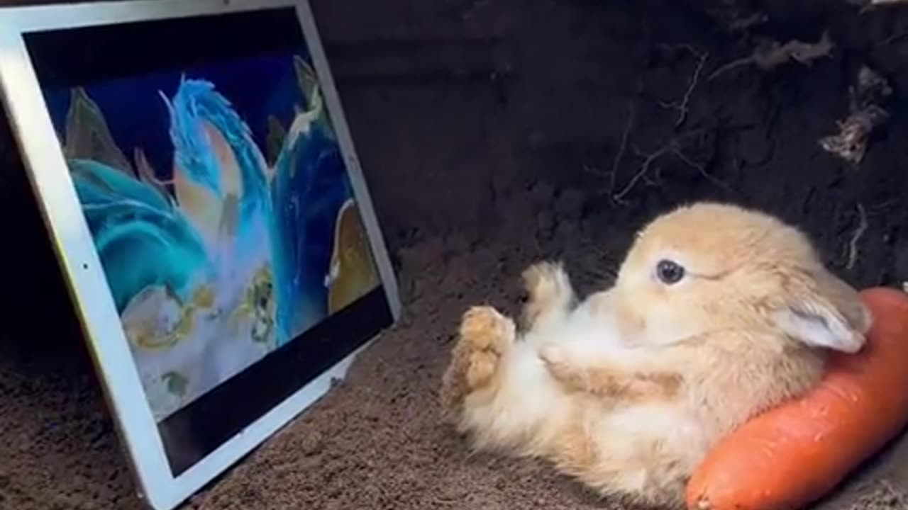 The little bunny watches a movie leisurely and carefree.