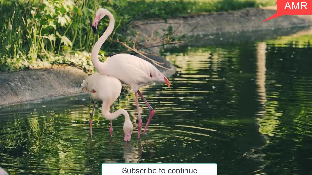 Watch a rare view of a flamingo couple in a wonderful amazing love moment