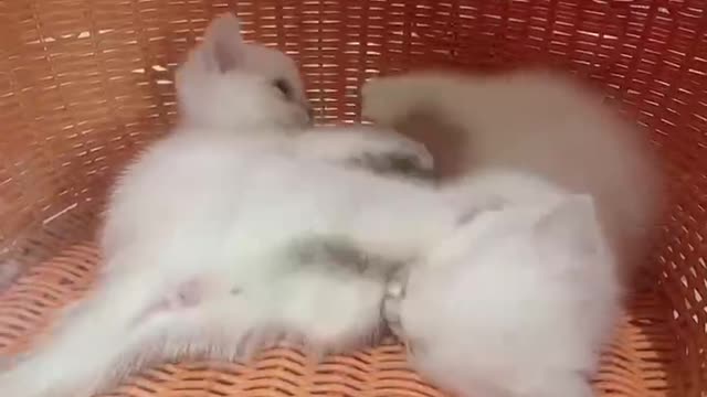 Two playful kittens