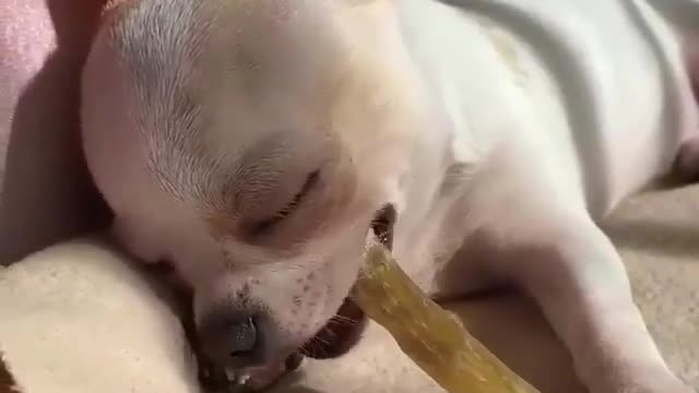 dogs.videos How delicious 😋🤤💞