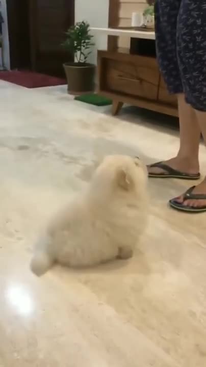 Baby Dogs - Cute and Funny Dog Videos Compilation #9 | Aww Animals