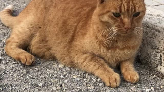 Lost cat in the beach