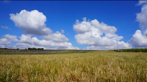 Beautiful fields of crops