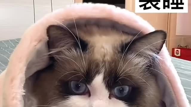 Cute and Funny Cat Video Compilation