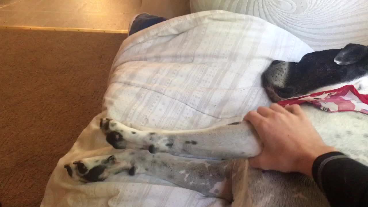 Pit Bull absolutely refuses to wake up