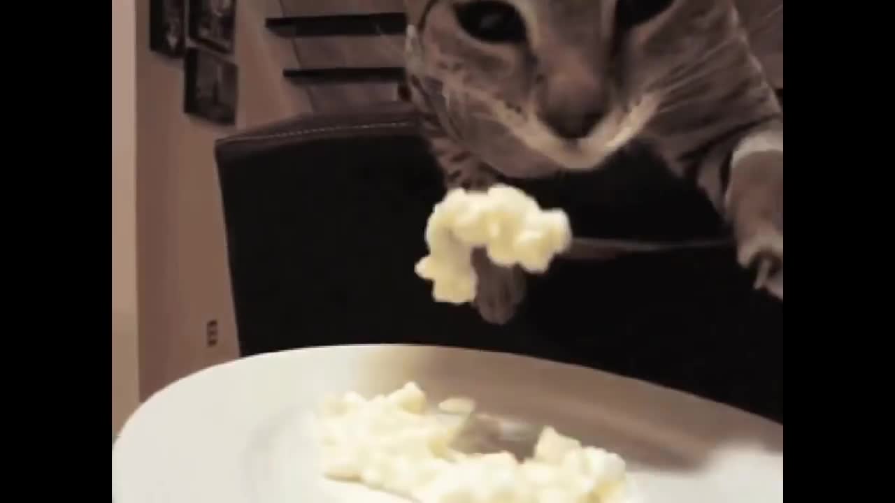 Cat video. Funny joks