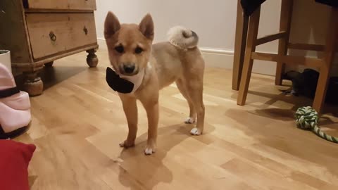 Puppy dog cute Shiba Inu