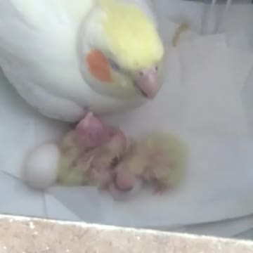 Female cockatiels take care of their new chicks as soon as the eggs hatch