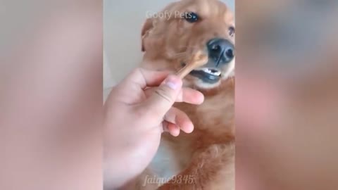 funny dog 😂 reaction