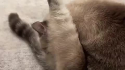 Life With😛 A Cat!